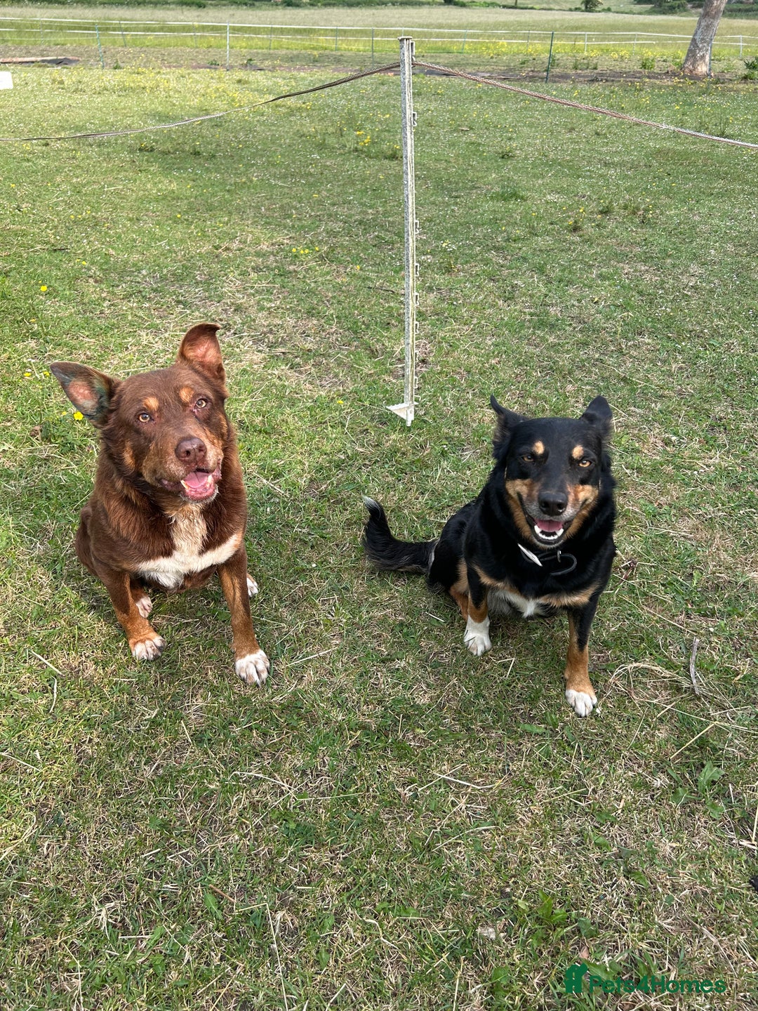 Mixed Breed dogs for sale: Kelpie x Collie Puppies looking for homes - Image 7