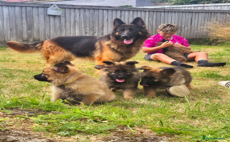 German Shepherd dogs - Advert 1