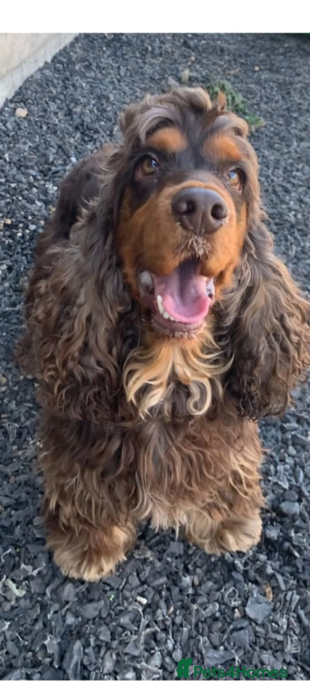 Cocker Spaniel dogs for stud: SHOW COCKER SPANIEL 🐕 health tested stud  in Brentwood - Advert 8