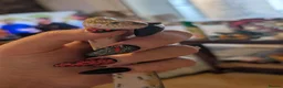 Corn Snake reptiles for sale: Lovely Corn Snake  - Advert 6