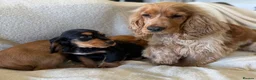 Cocker Spaniel dogs for sale: Gorgeous show cocker spaniel girl 16 weeks  - Advert 11