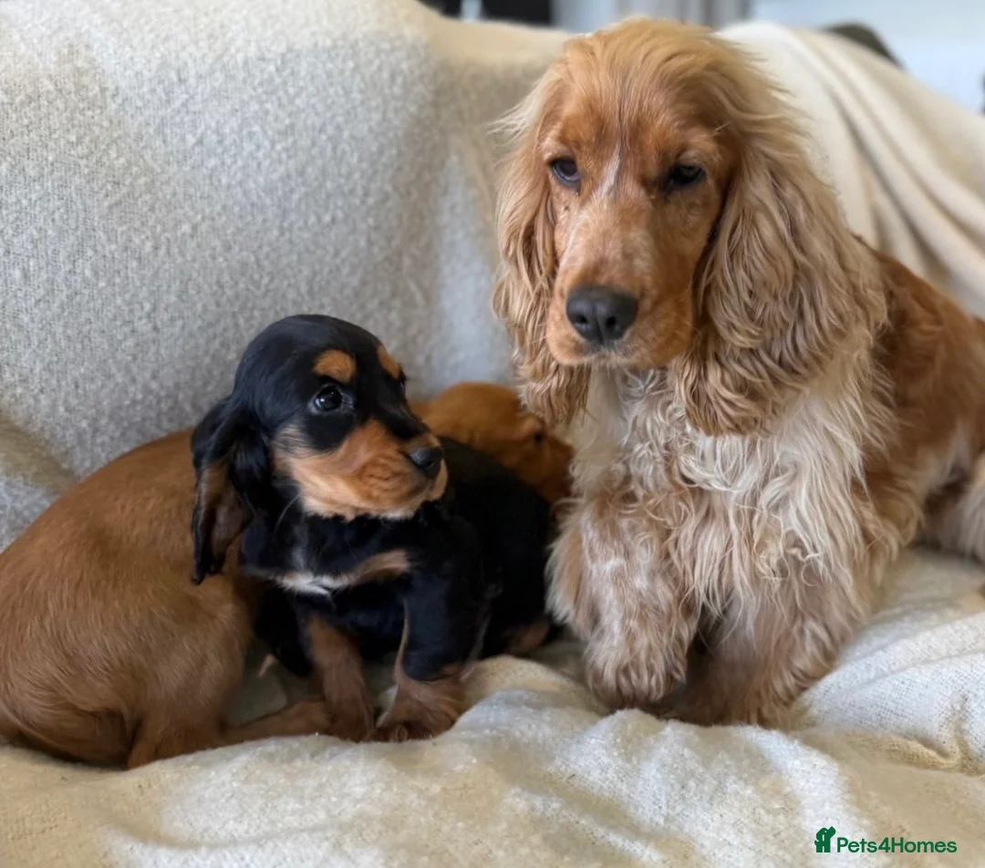 Cocker Spaniel dogs for sale: Gorgeous show cocker spaniel girl 16 weeks  - Advert 11