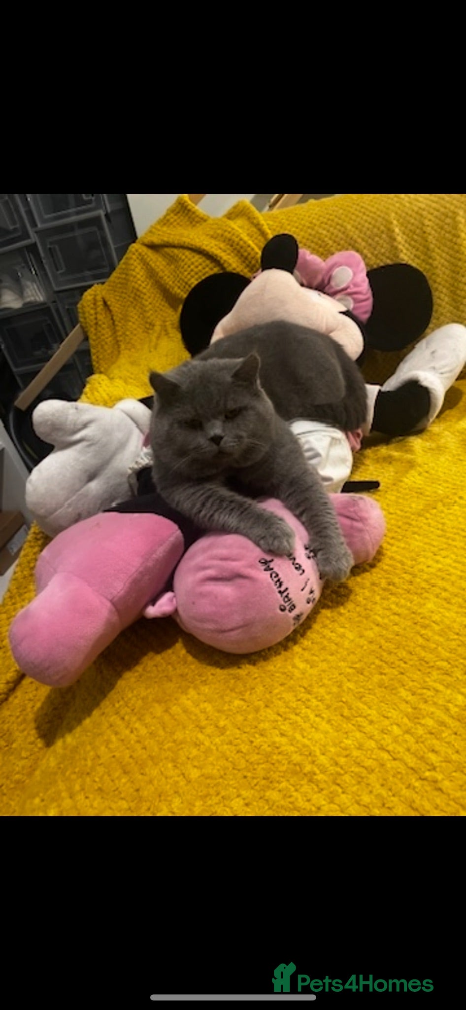 British Shorthair cats GCCF kittens is looking for home  - Advert 1
