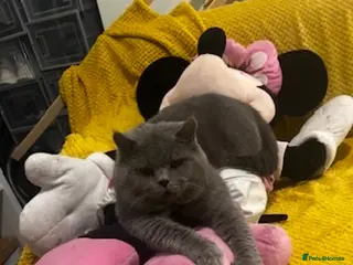 British Shorthair cats GCCF kittens is looking for home - Advert 1