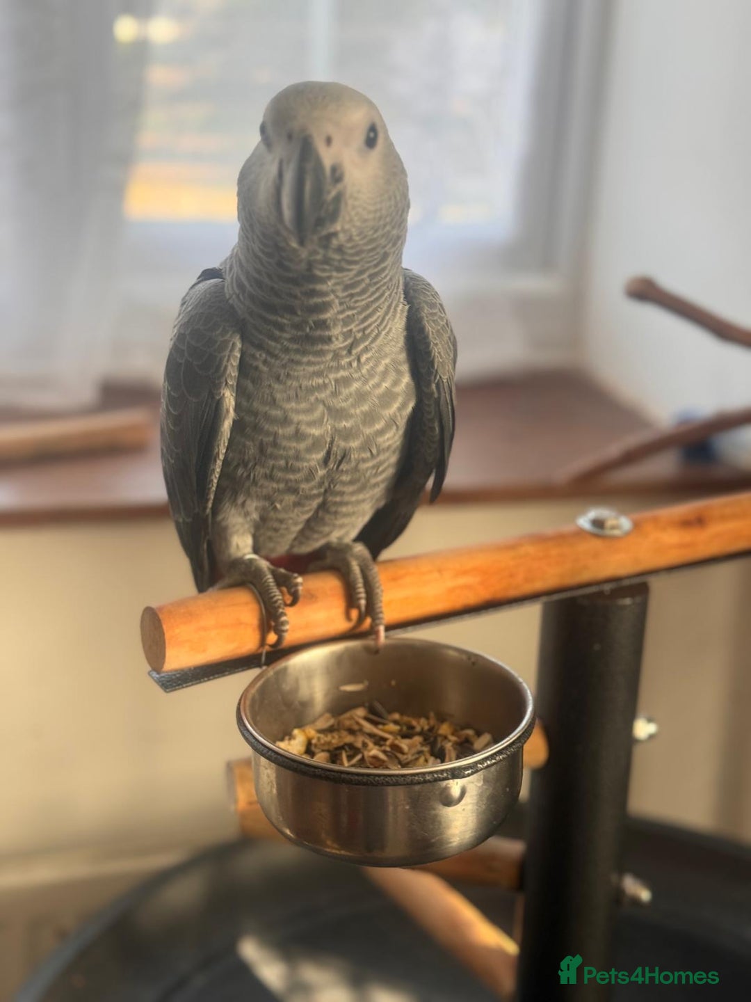 Parrots birds for sale: 12w Hand reared Congo African grey parrot babies  - Advert 3