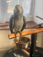 Parrots birds 12w Hand reared Congo African grey parrot babies - Advert 2