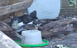 Ducks poultry for sale: Runner/Khaki/Pekin Ducks  - Image 7