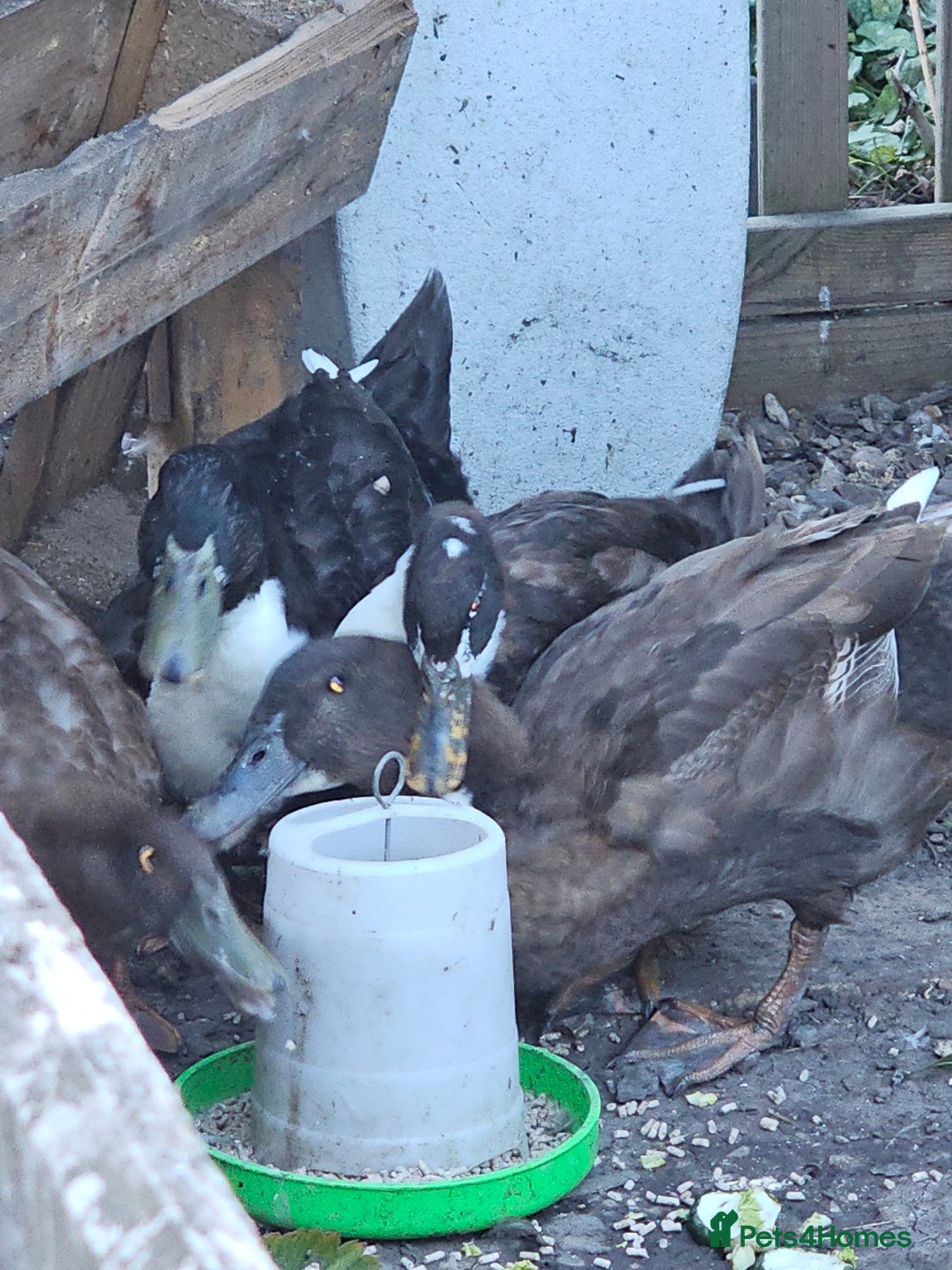 Ducks poultry for sale: Runner/Khaki/Pekin Ducks  - Image 7