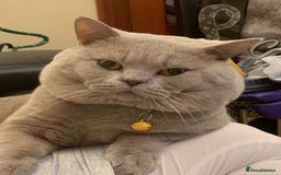 British Shorthair cats for stud: Lilac British Shorthair Stud service only in Huddersfield - Image 10