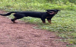 Rottweiler dogs for stud: Rocco - Image 3
