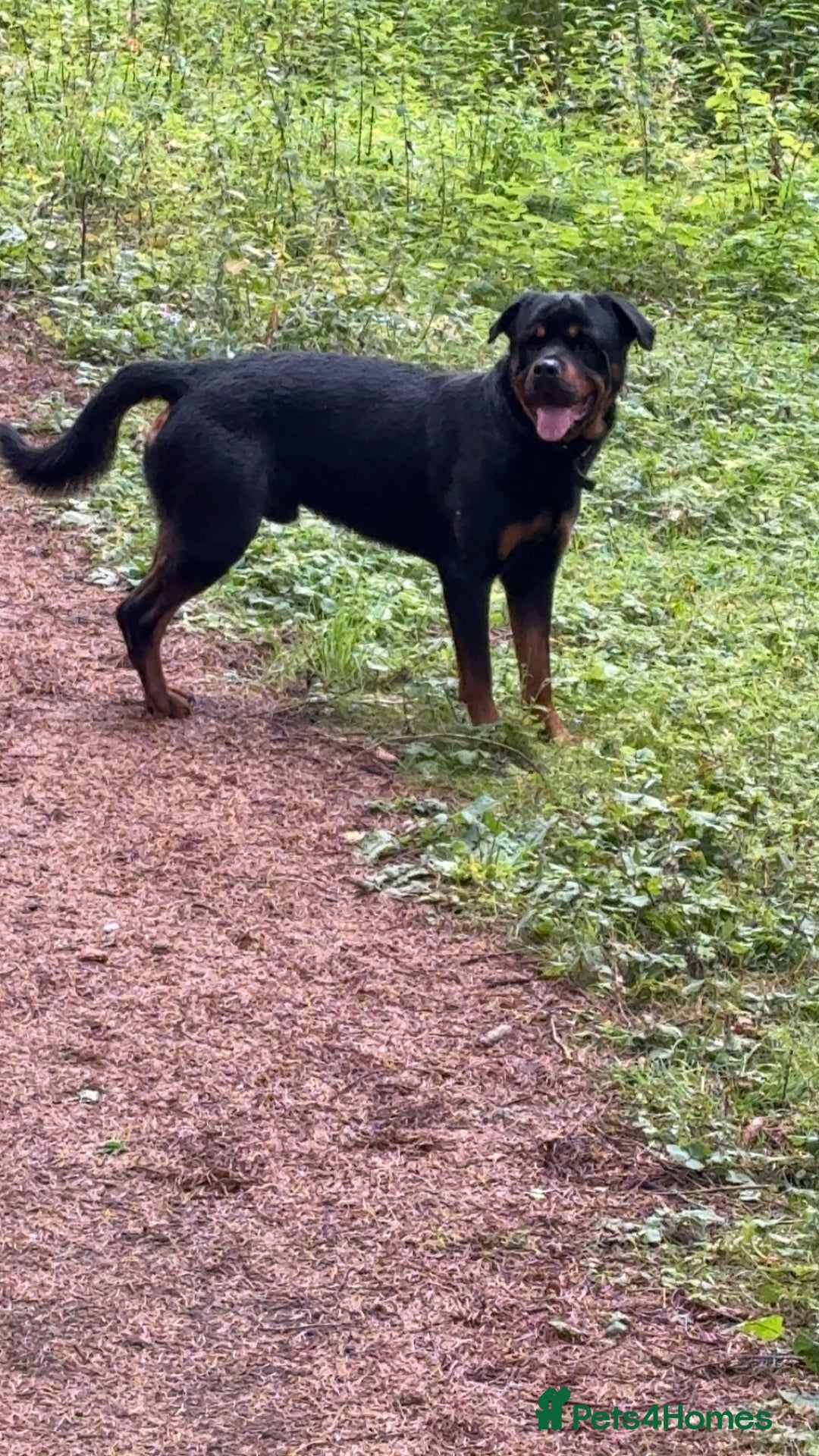 Rottweiler dogs for stud: Rocco - Image 3