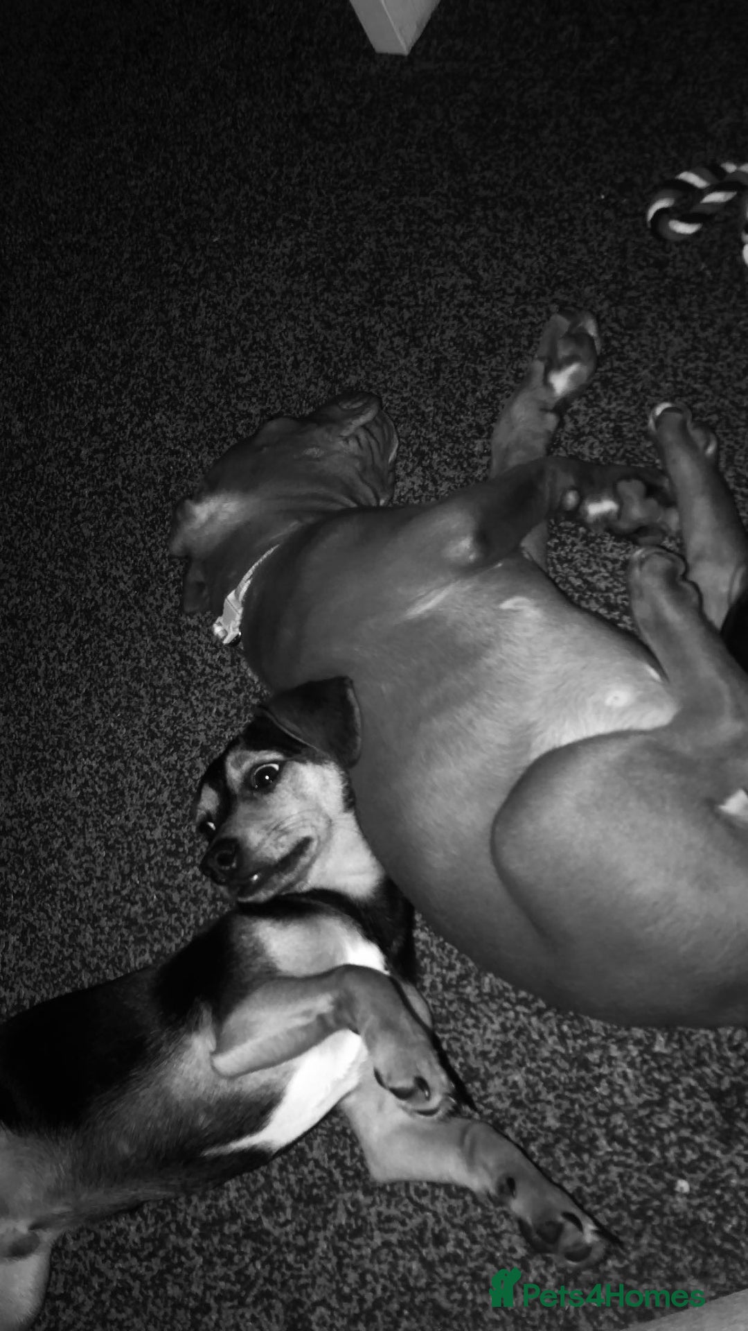 Mixed Breed dogs for sale: Beautiful boy for sale!  - Image 2