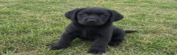 Labrador Retriever dogs for sale: Adorable Labrador Retriever puppies in Birmingham - Advert 2