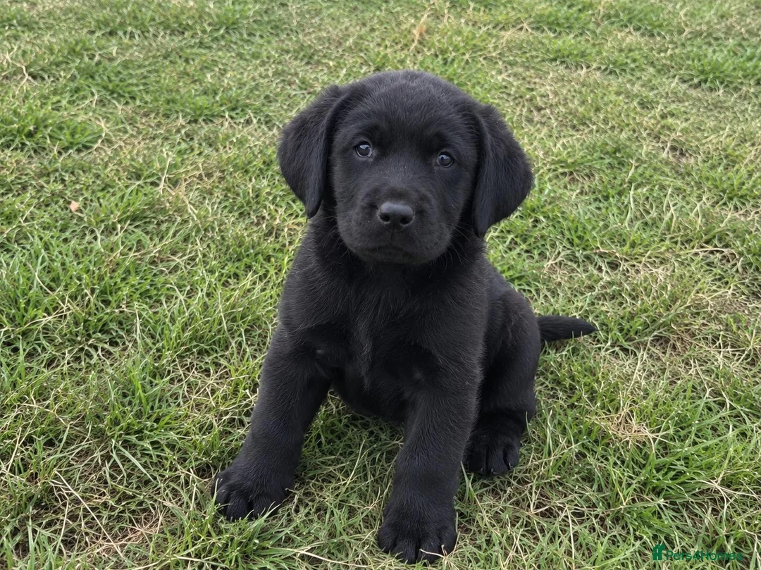 Labrador Retriever dogs for sale: Adorable Labrador Retriever puppies in Birmingham - Advert 2