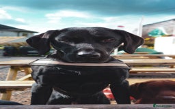 Labrador Retriever dogs for sale: KC Registered Black and Chocolate Labradors - Image 11