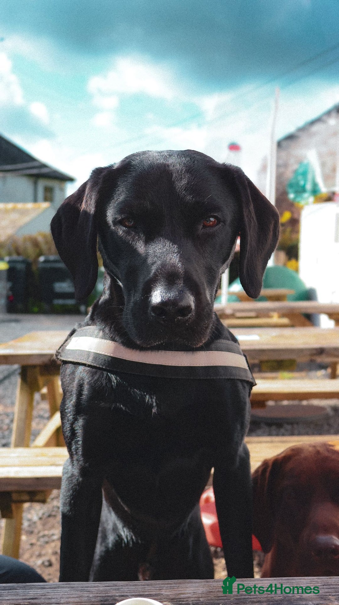 Labrador Retriever dogs for sale: KC Registered Black and Chocolate Labradors - Image 11