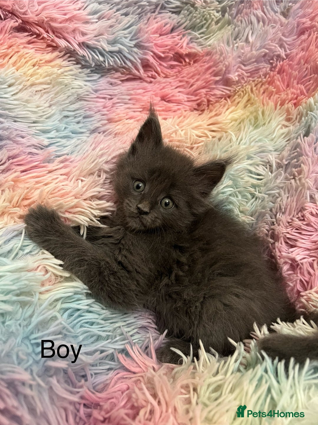 Maine Coon cats for sale: Maine Coon Kittens - Image 4