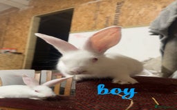 Continental Giant rabbits for sale: Baby continental giants for sale. REW left only - Advert 3