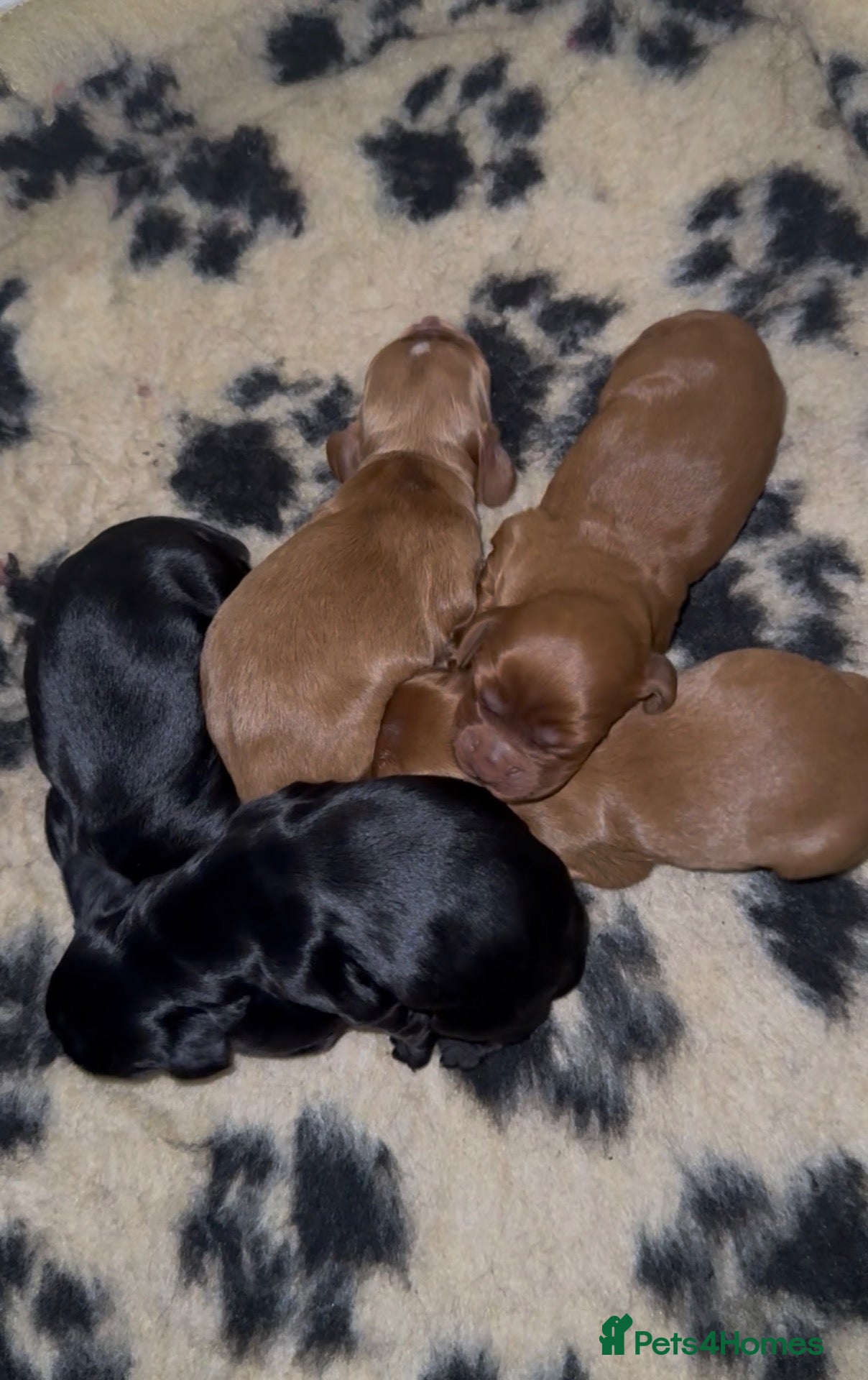 Cocker Spaniel dogs Kc reg working cocker puppies **health tested - Advert 1