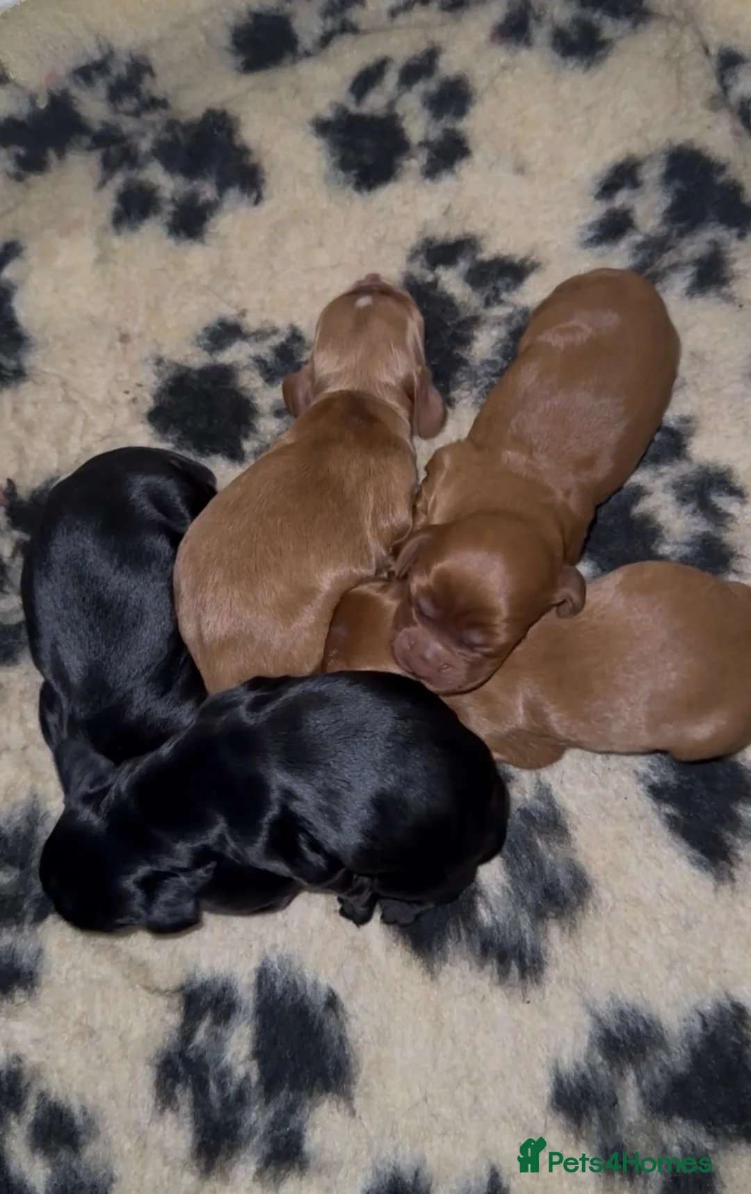 Cocker Spaniel dogs for sale: Kc reg working cocker puppies **health tested - Advert 1