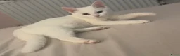 Khao Manee cats for sale: Beautiful white cat with blue eyes.  - Advert 2