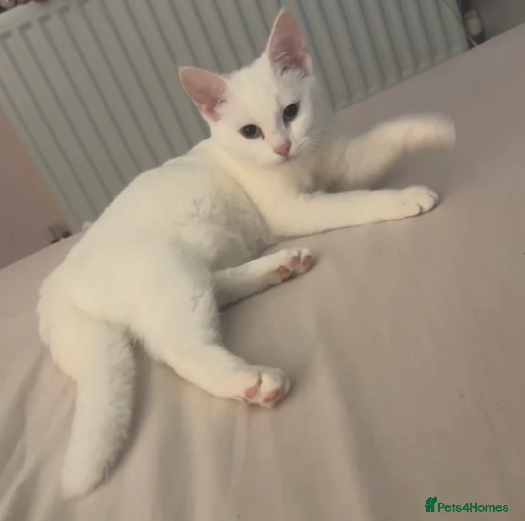 Khao Manee cats for sale: Beautiful white cat with blue eyes.  - Advert 2