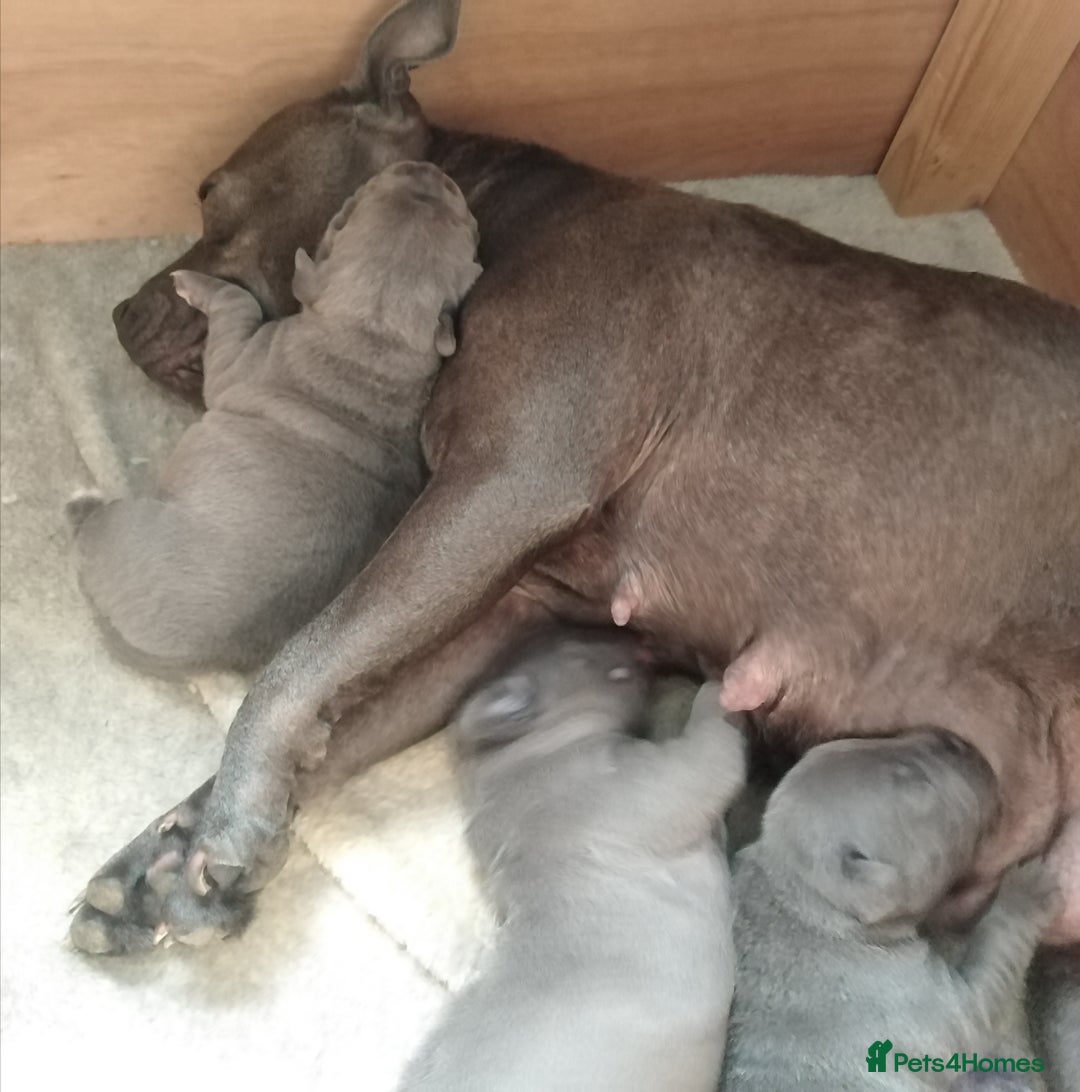 Staffordshire Bull Terrier dogs for sale: Gorgeous Blue staff puppies - Image 2