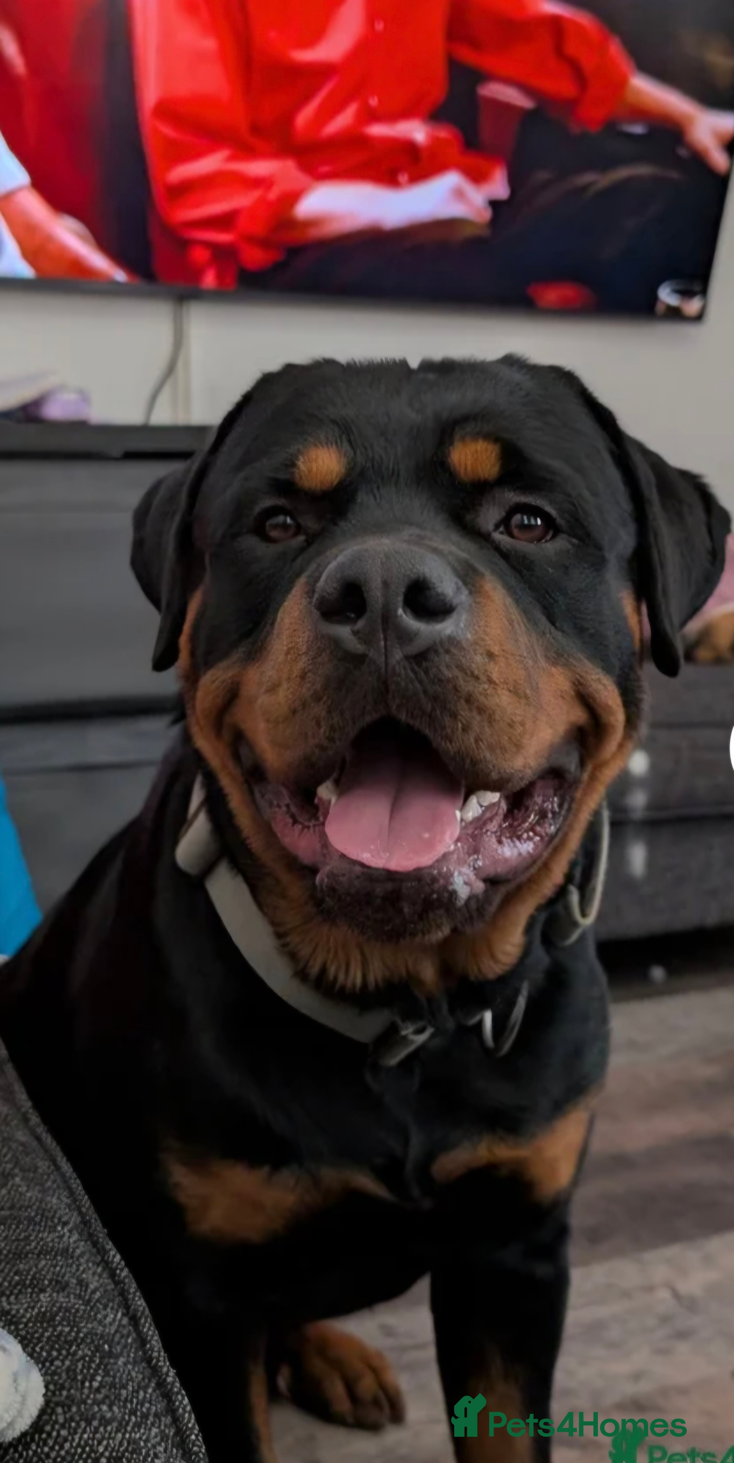 Rex