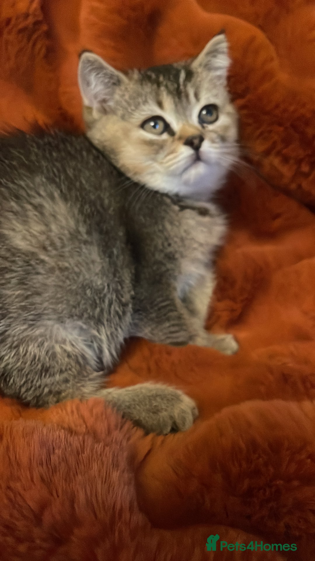 British Shorthair cats for sale: Exceptional BSH kitten, chocolate brown  - Image 9