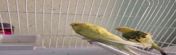 Budgerigars birds for sale: Exhibition budgie show budgie  in Birmingham - Advert 12