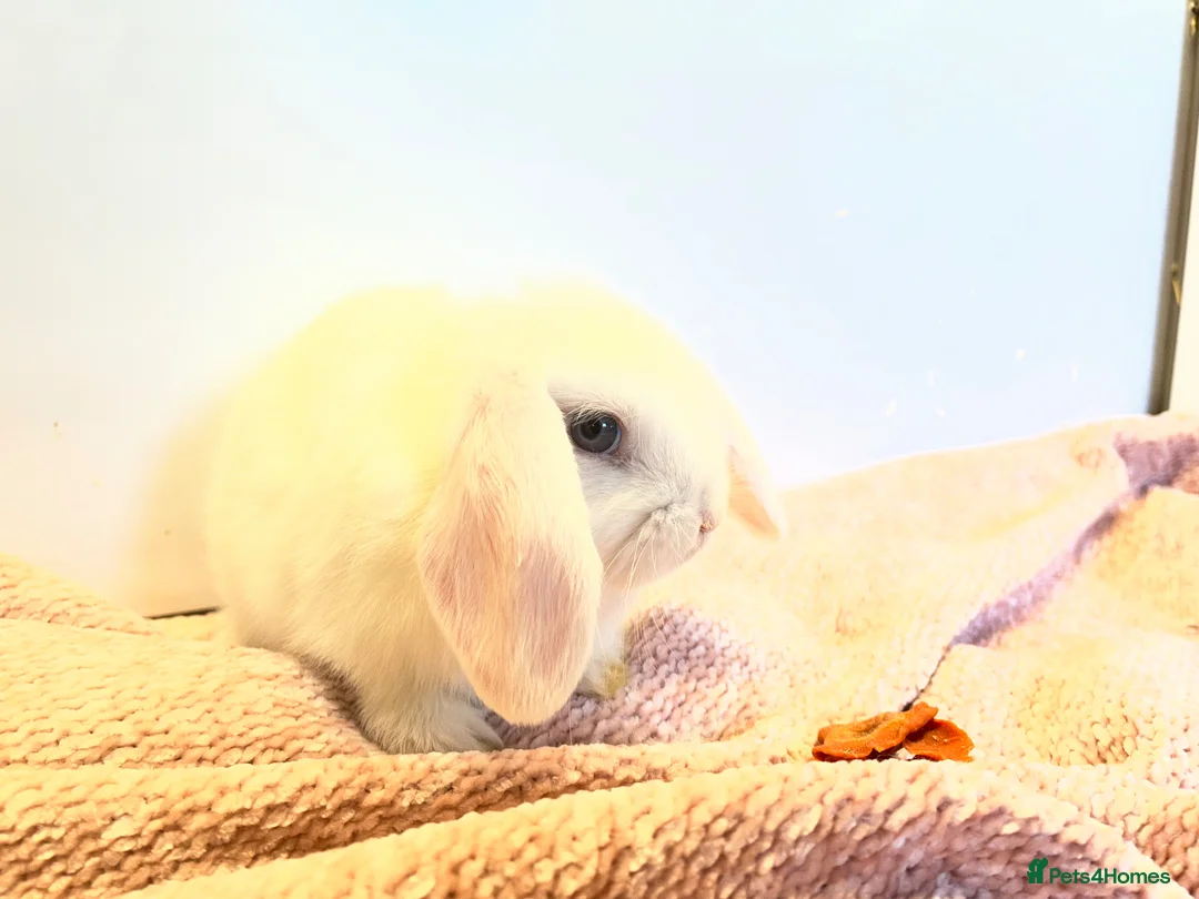 Mini Lop rabbits for sale: Stunning pure mini lops  - Advert 8