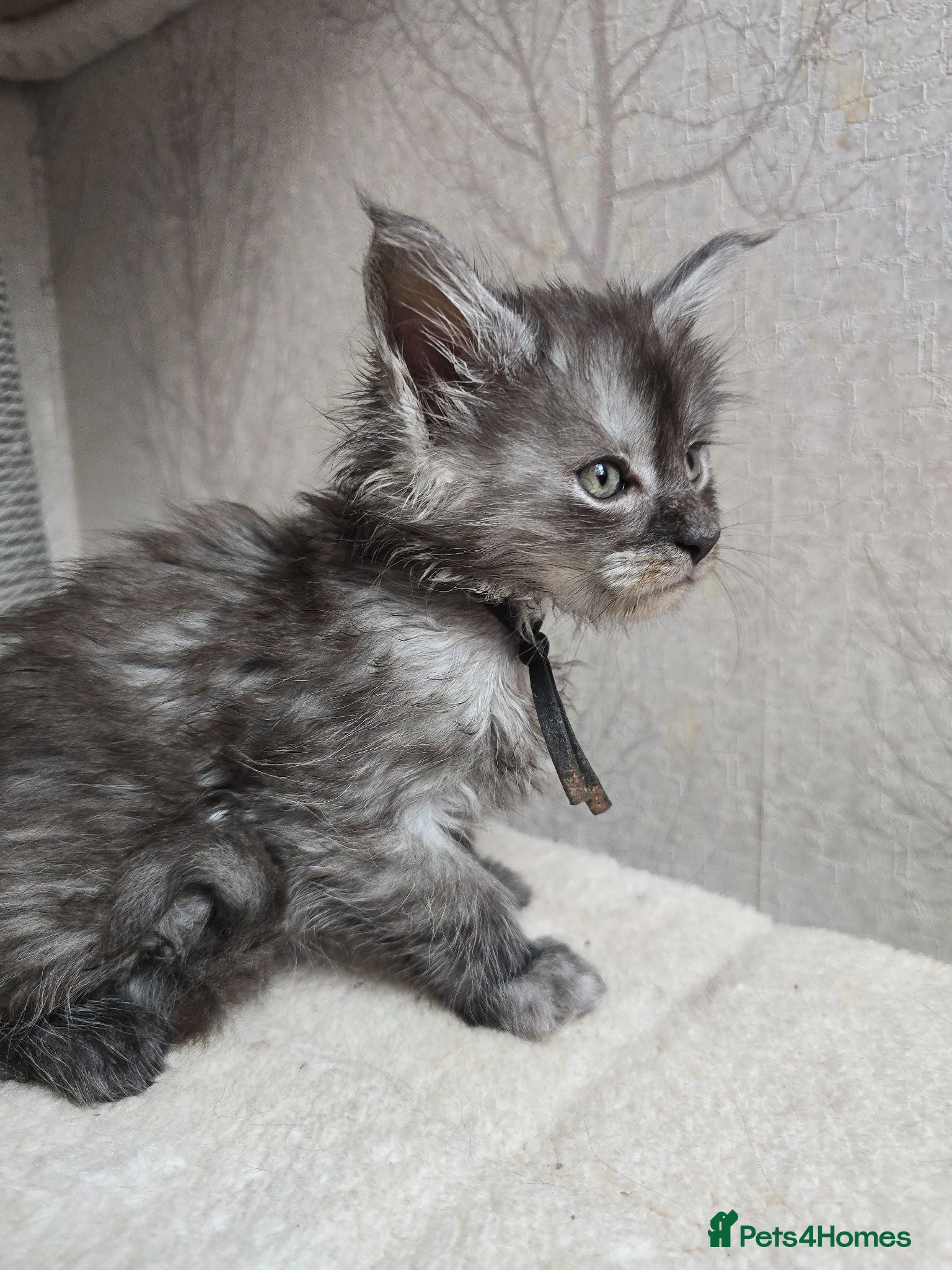 Maine Coon cats Maine Coon Kittens Russian/European lines - Advert 2