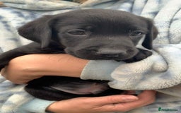 Labrador Retriever dogs for sale: Labrador puppies male & female black KC reg - Image 4