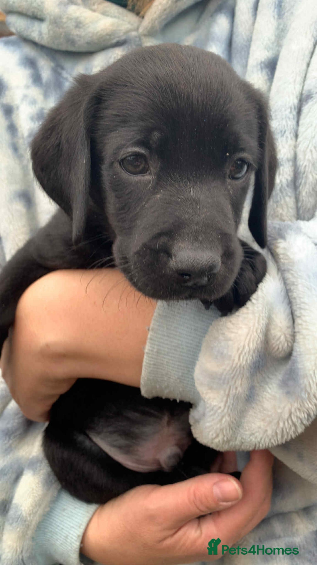 Labrador Retriever dogs for sale: Labrador puppies male & female black KC reg - Image 4