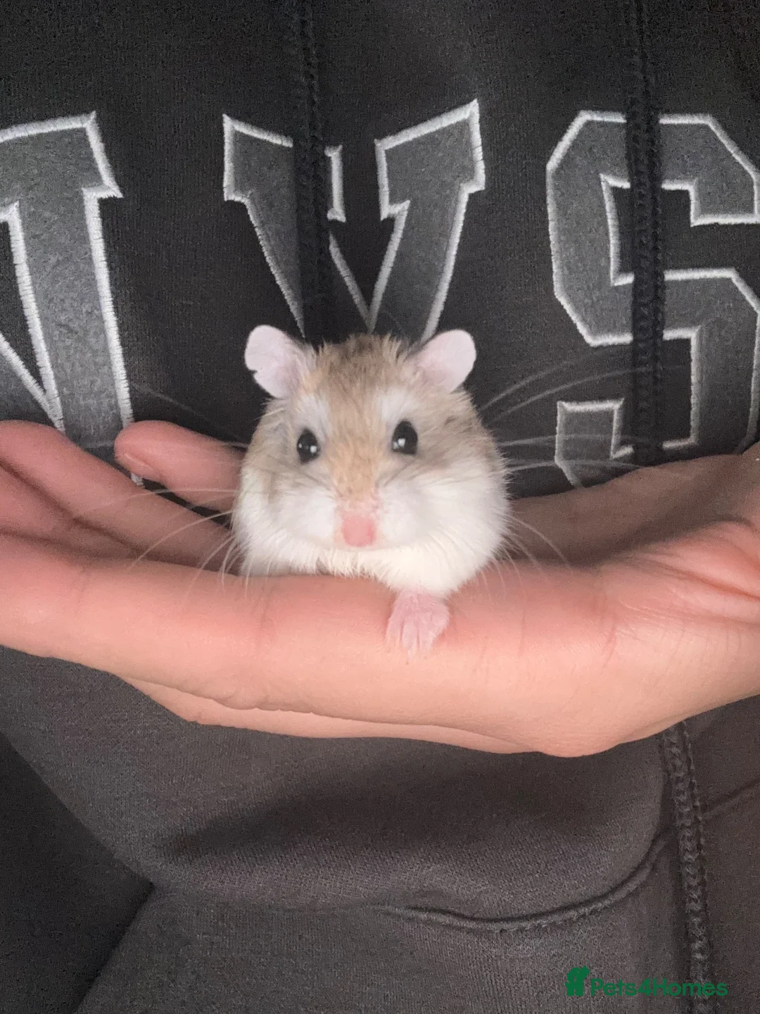 Hamster rodents for sale: Roborovski Male Hamster  in Bristol - Advert 3