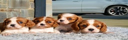 Cavalier King Charles Spaniel dogs for sale: ⭐️ Cavalier King Charles Puppies ⭐️ - Advert 10