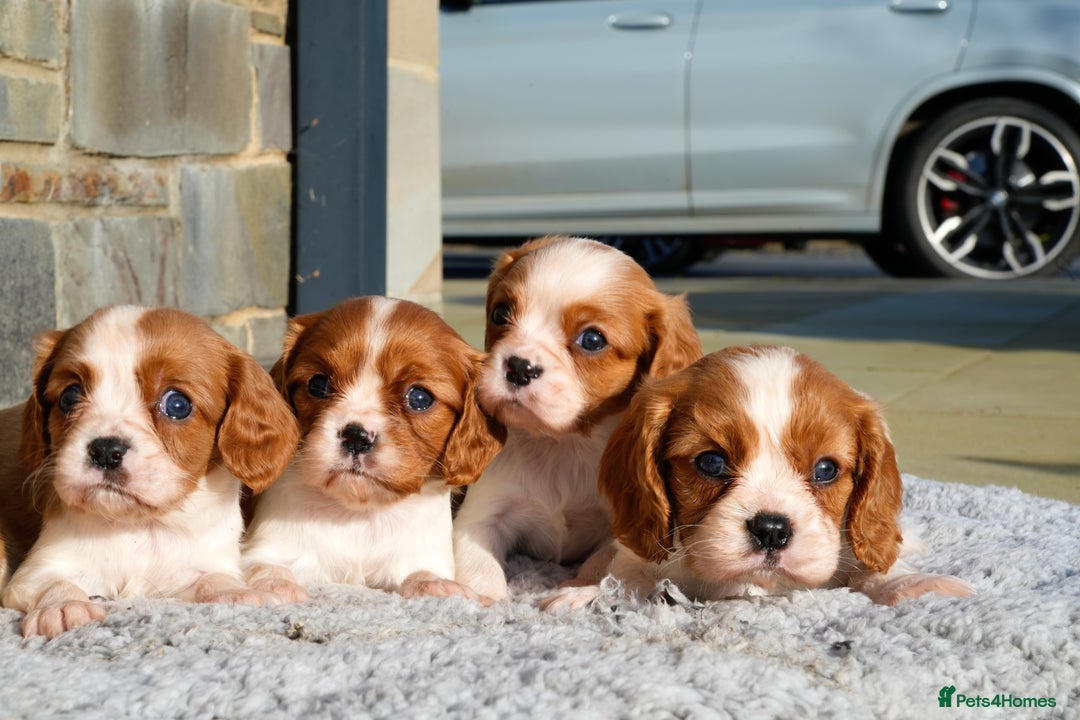 Cavalier King Charles Spaniel dogs for sale: ⭐️ Cavalier King Charles Puppies ⭐️ - Advert 6