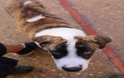 Mixed Breed dogs for adoption: ABANDONED BRINDLE PUPPY - Image 3