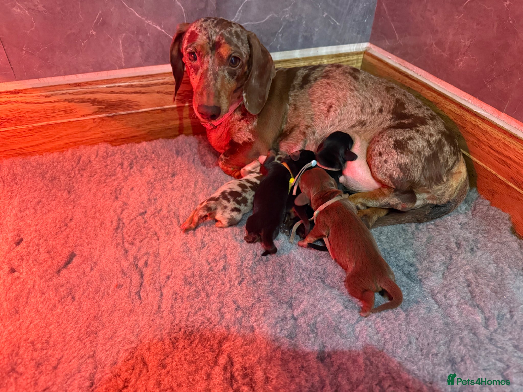 Miniature Dachshund dogs Beautiful KC Registered Miniature Dachshunds - Advert 1
