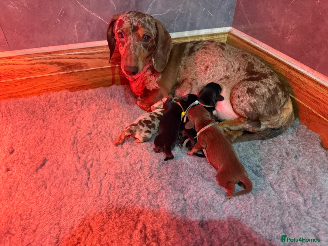 Miniature Dachshund dogs for sale: Beautiful KC Registered Miniature Dachshunds - Advert 1