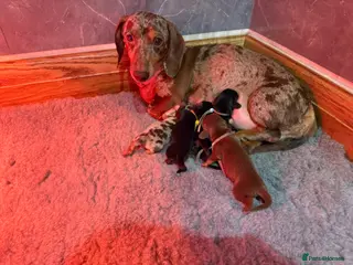 Miniature Dachshund dogs for sale: Beautiful KC Registered Miniature Dachshunds - Advert 1