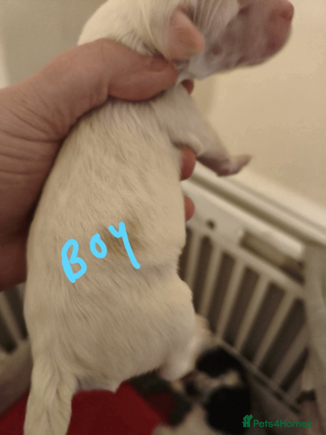 Mixed Breed dogs for sale: Gorgeous pups 🤩 ( cocker Bassett x Shichon ) - Image 4