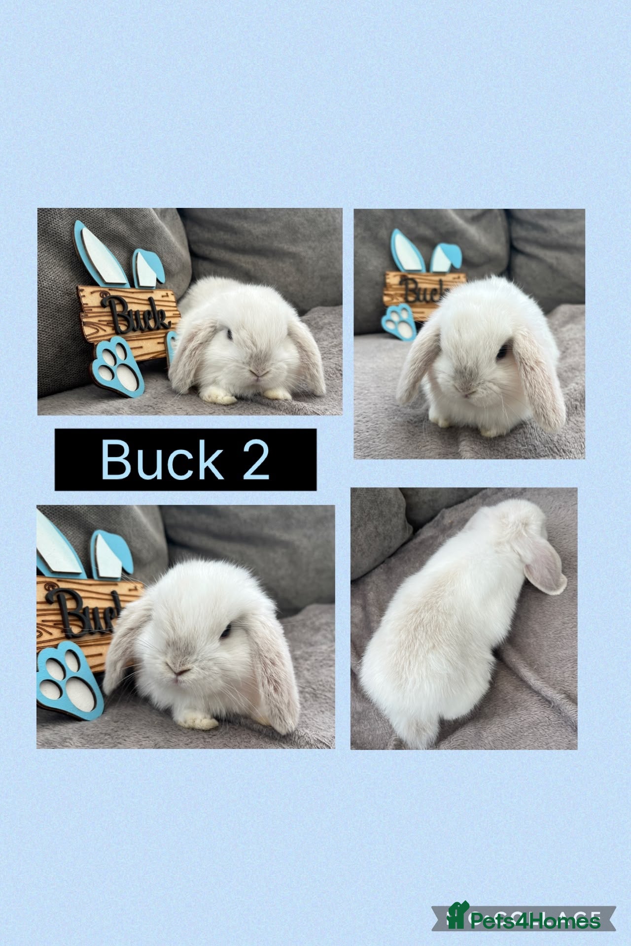 Mini Lop rabbits Beautiful Mini Lop babies For Sale - Advert 2