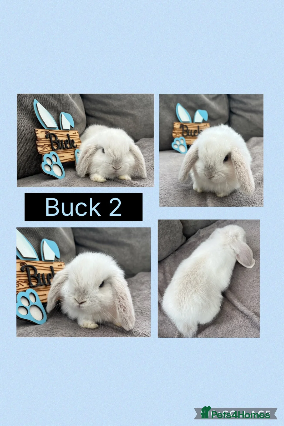 Mini Lop rabbits for sale: Beautiful Mini Lop babies For Sale - Advert 2