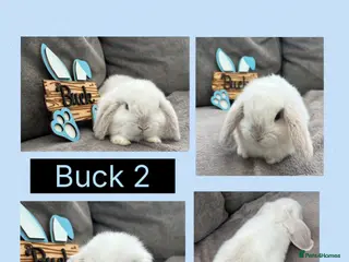 Mini Lop rabbits Beautiful Mini Lop babies For Sale - Advert 2