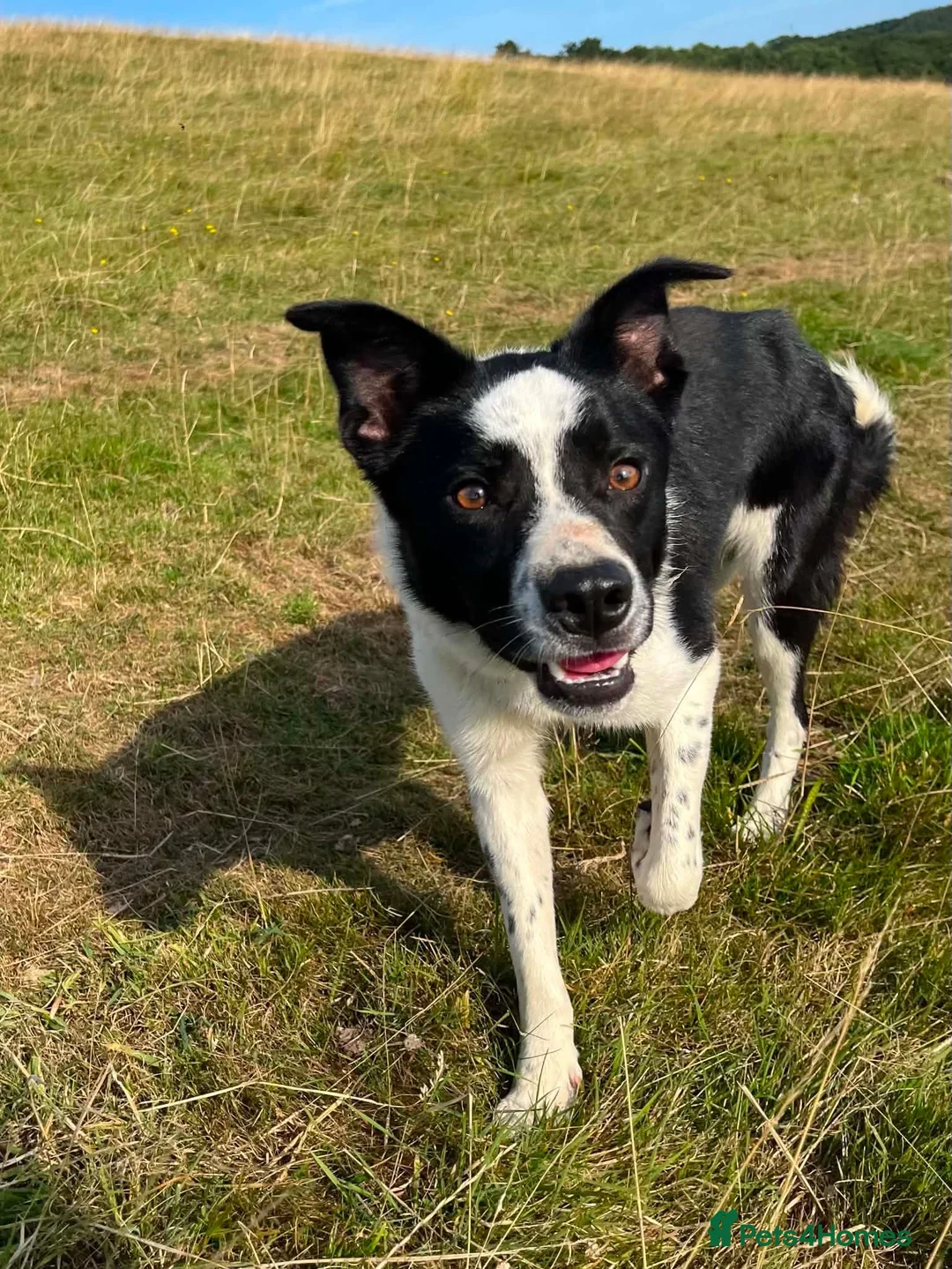 Border Collie dogs for sale: Goofy Border Collie - Advert 7