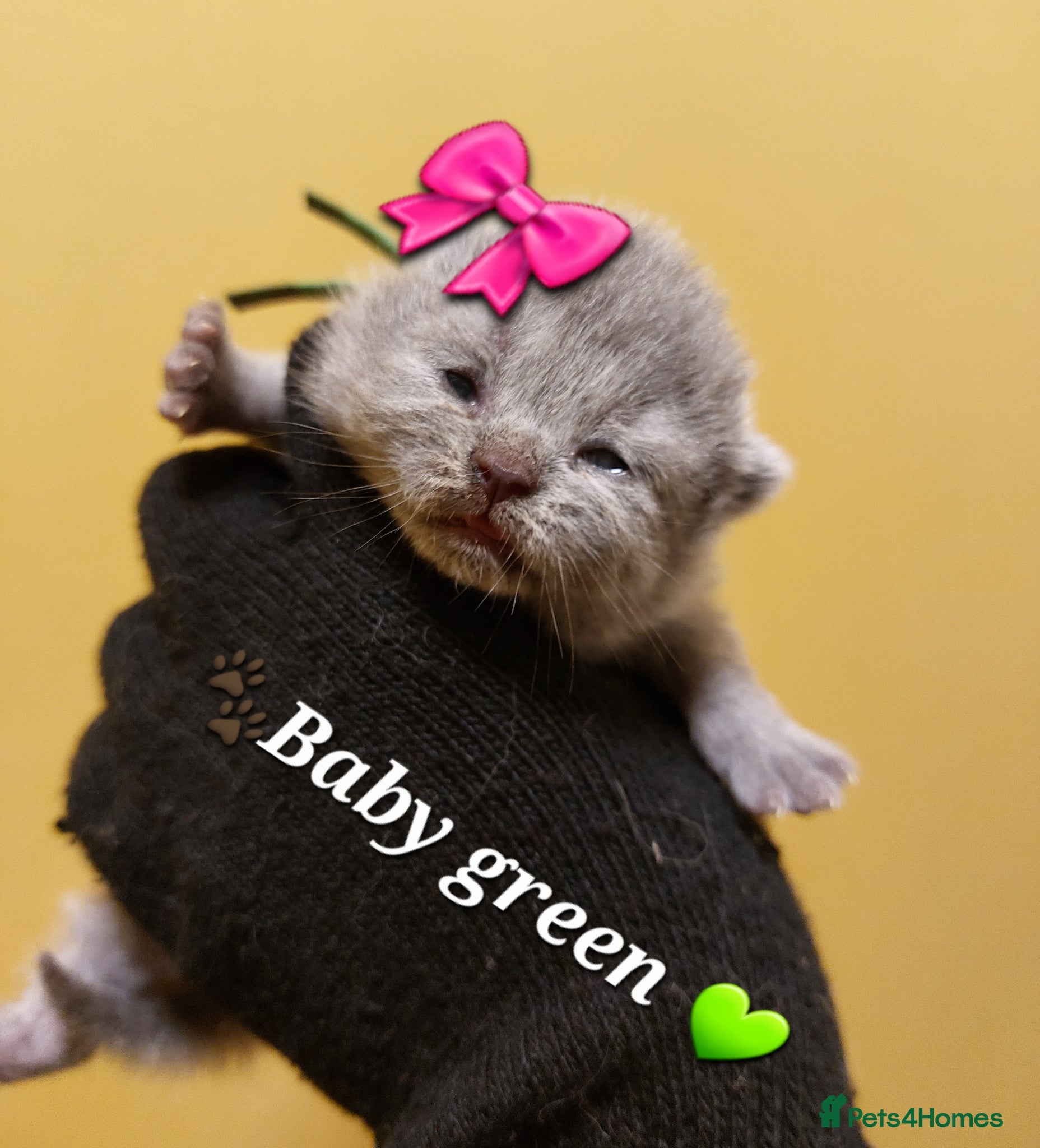 British Shorthair cats ❤️‍🔥PRESTIGIOUS🏆CHAMPION SIRED KITTENS! - Advert 2