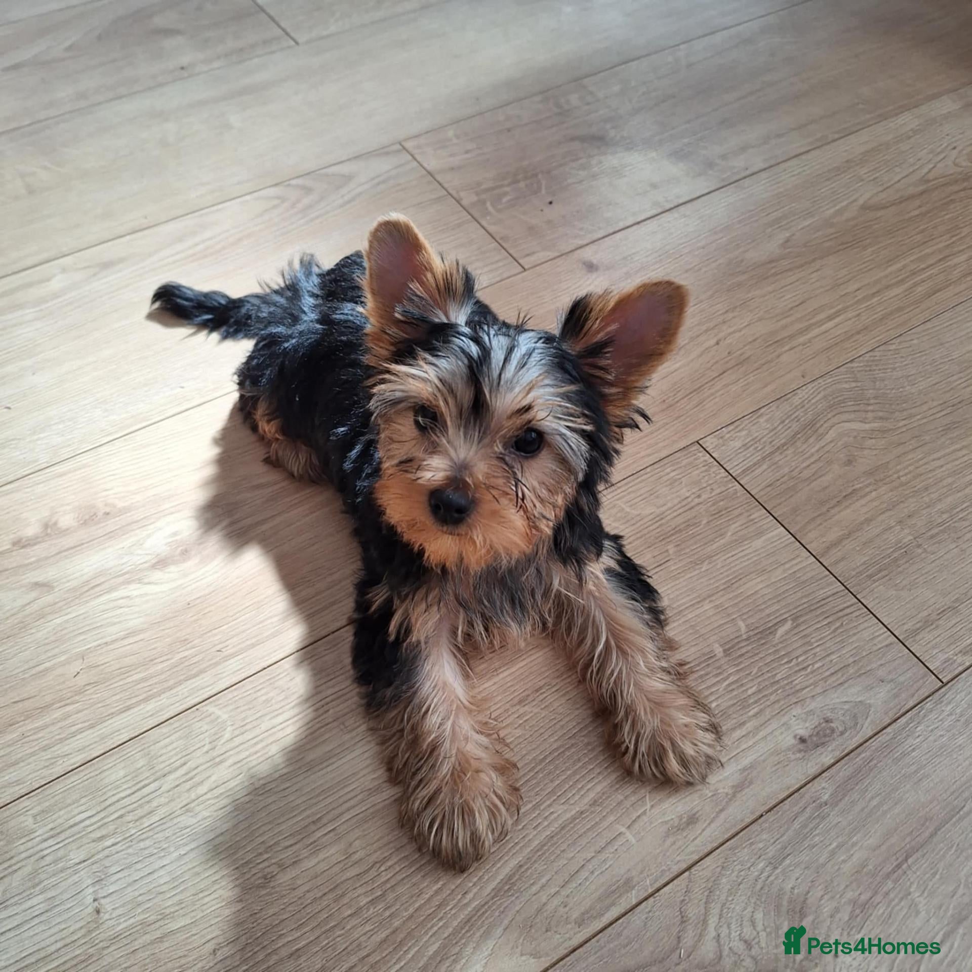 Yorkshire Terrier dogs Yorkshire Terrier Puppies Looking for Loving Homes - Advert 4
