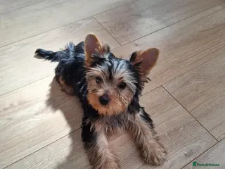 Yorkshire Terrier dogs Yorkshire Terrier Puppies Looking for Loving Homes - Advert 4