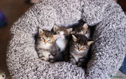 Mixed Breed cats for sale: 4 adorable Ragdoll/Tabby mix kittens - Image 1
